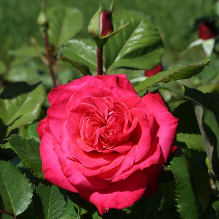 MEILLAND Rosa Cherry Explosion rosso ciliegia rifiorente profumata vigorosa