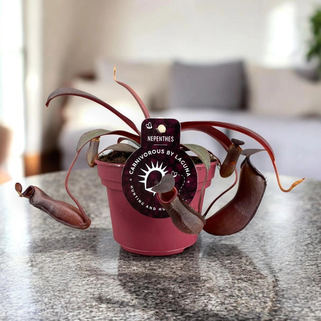 Gardenaria Nepenthes 'Rebecca' - Pianta da interno ornamentale Altezza: 17 cm (vaso 12)