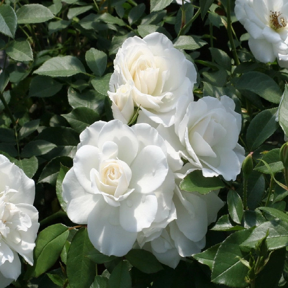 Pianta ROSA BREVETTATA ICEBERG ® bianca  vera PROFUMATA vaso19 FOTO REAL
