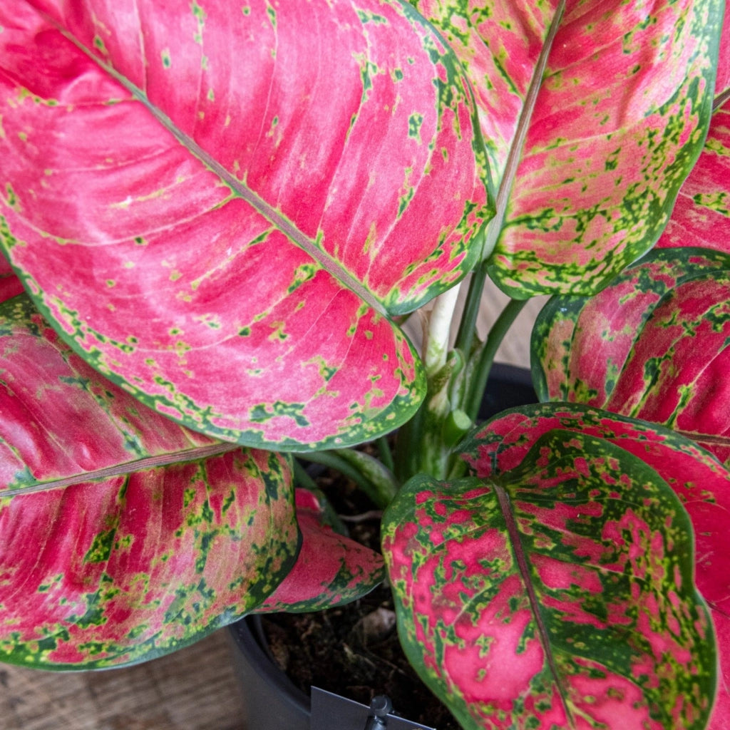 Gardenaria Aglaonema 'Red Joy' - Pianta da interno ornamentale Altezza: 50 cm (vaso 12)