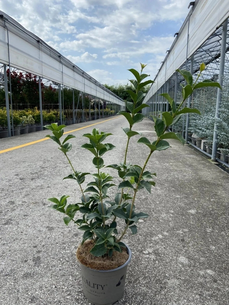 Gardenaria Osmanthus aquifolium - Arbusto ornamentale da giardino Altezza: 50/70 cm (vaso19)