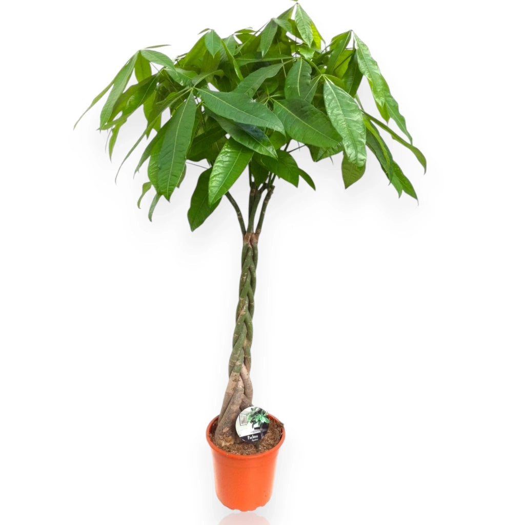 Gardenaria Pachira aquatica - Pianta da interno ornamentale Altezza: 65 cm (vaso 17)