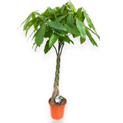 Gardenaria Pachira aquatica - Pianta da interno ornamentale Altezza: 65 cm (vaso 17)