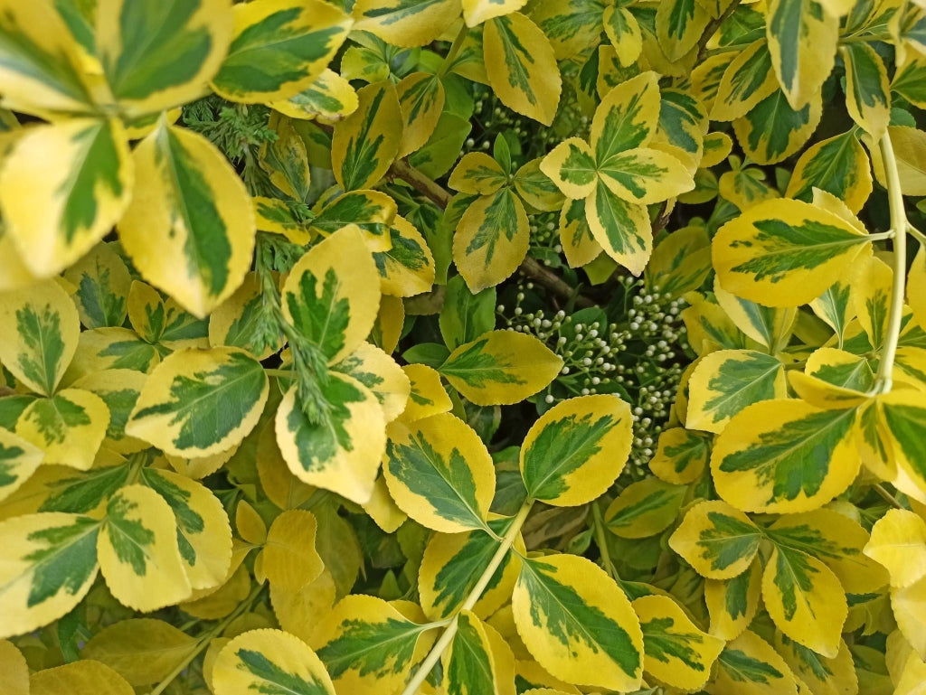 EUONYMUS AUREA (EVONIMO) VASO 24