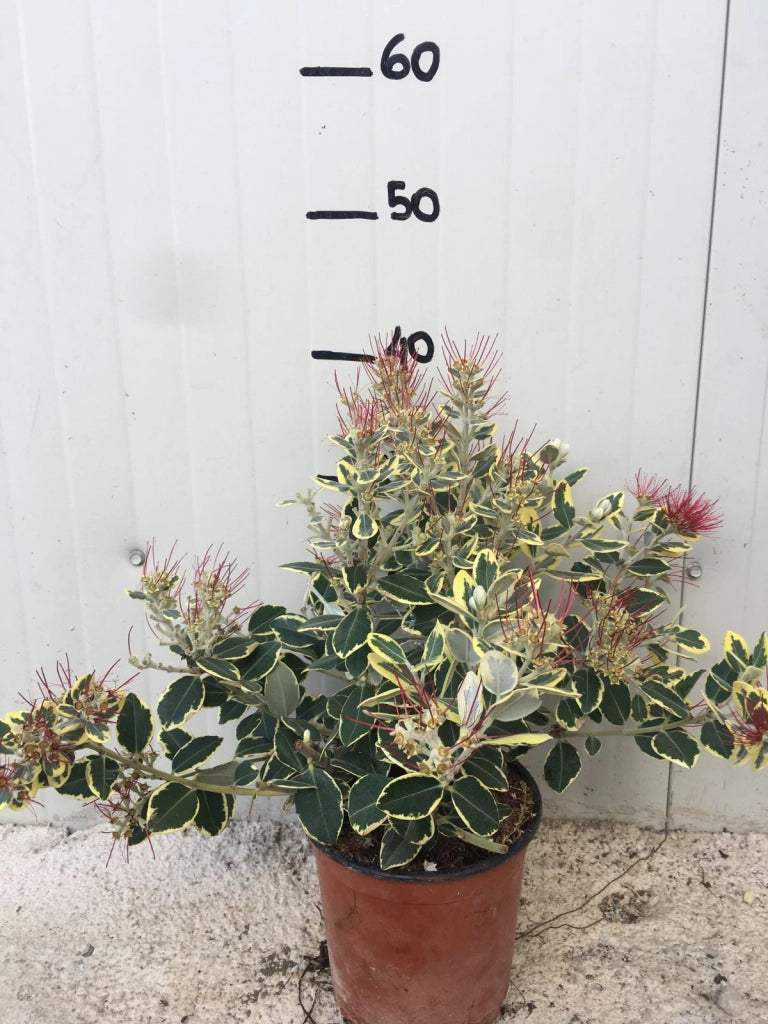 Pianta Metrosideros Variegato vaso 17cm