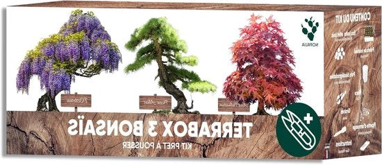 Set per bonsai pronto per crescere 100% semi  (Wisteria Acer Palmatum Picea Abies) – idea regalo per signori e signore zen – giardino miniatura DIY giapponese – decorazione per la casa – realizzato in Francia.