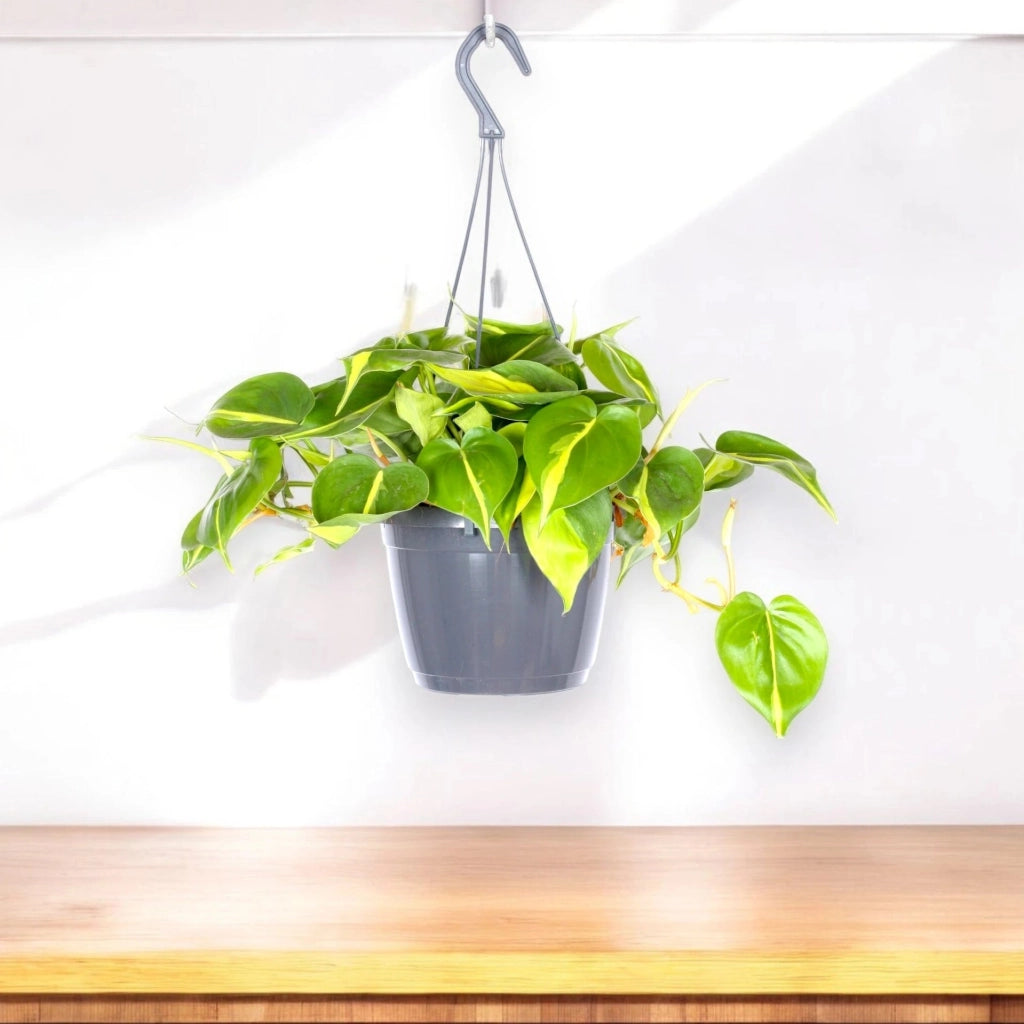 Gardenaria Philodendron scandens 'Brasil' - Pianta da interno ornamentale Altezza: 110 cm (vaso 24)