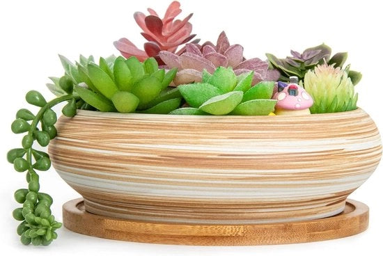 Piantine Succulente - Grande Vasca per Bonsai da 18,5cm con Scatola di Drenaggio Vasca Shallow per Piantine Succulente Indoor Decorativa Piantina Cactus Vaso di Fiori Pianta.
