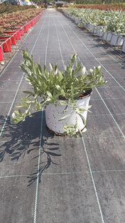 CONVOLVULUS CNEORUM (VILUCCHIO ARGENTEO) VASO 18