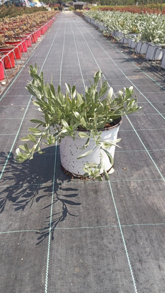 CONVOLVULUS CNEORUM (VILUCCHIO ARGENTEO) VASO 18