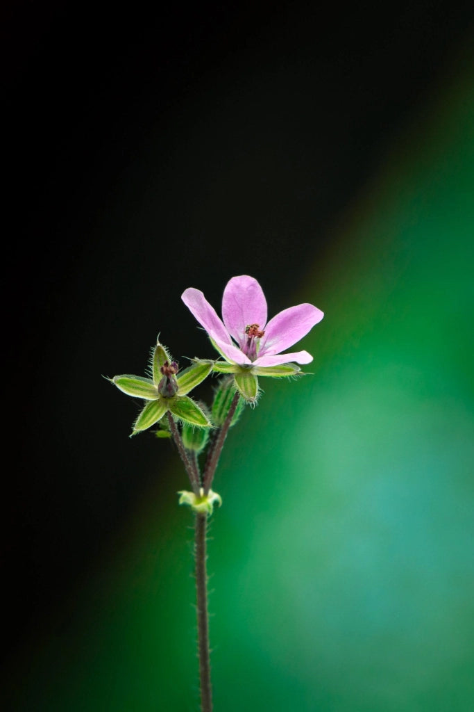 ERODIUM VARIABILE (BECCO DI GRU) VASO 18