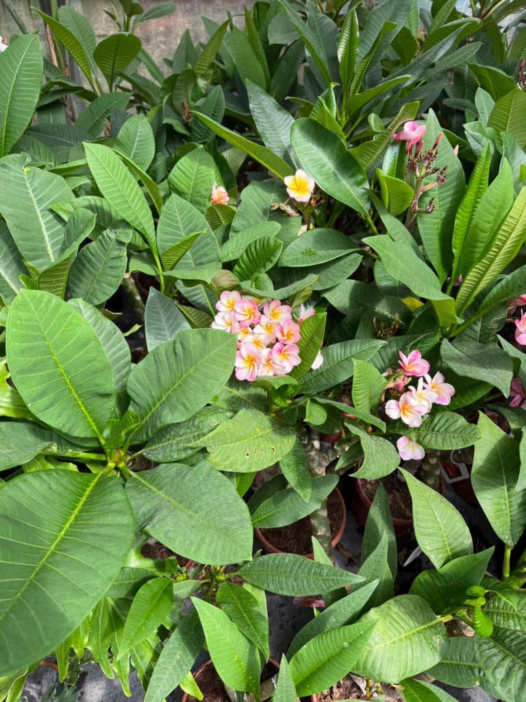 "Frangipani" Plumeria Gina vaso 20 cm H60 – Pianta tropicale ornamentale profumata