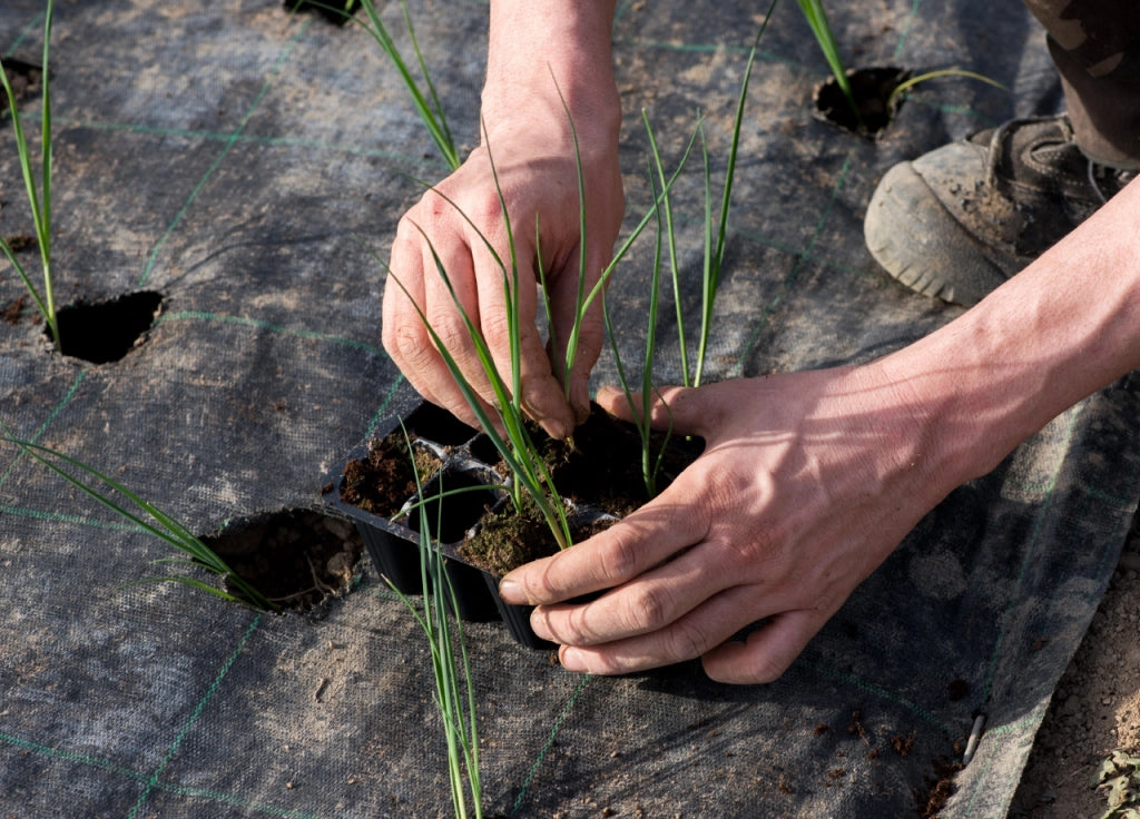 Telo Pacciamatura Drenante Verde Per Giardino, Serra, Orto Anti Erbacce - 20x1.57 - Telo