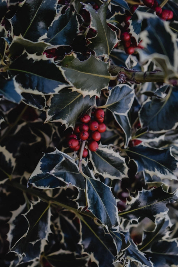 AGRIFOGLIO VARIEGATO ILEX AQUIFOLIUM ARGENTEOMARGINATA CESPUGLIO VASO 40