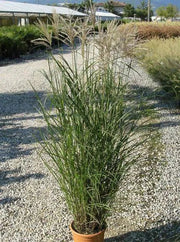 Gardenaria Miscanthus sinensis 'Ferner Osten' - Graminacea ornamentale da esterno Altezza: 100 cm (vaso 24)