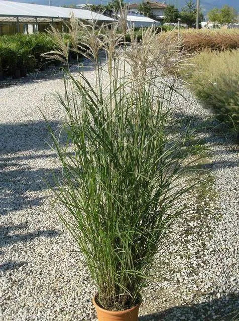Gardenaria Miscanthus sinensis 'Ferner Osten' - Graminacea ornamentale da esterno Altezza: 100 cm (vaso 24)