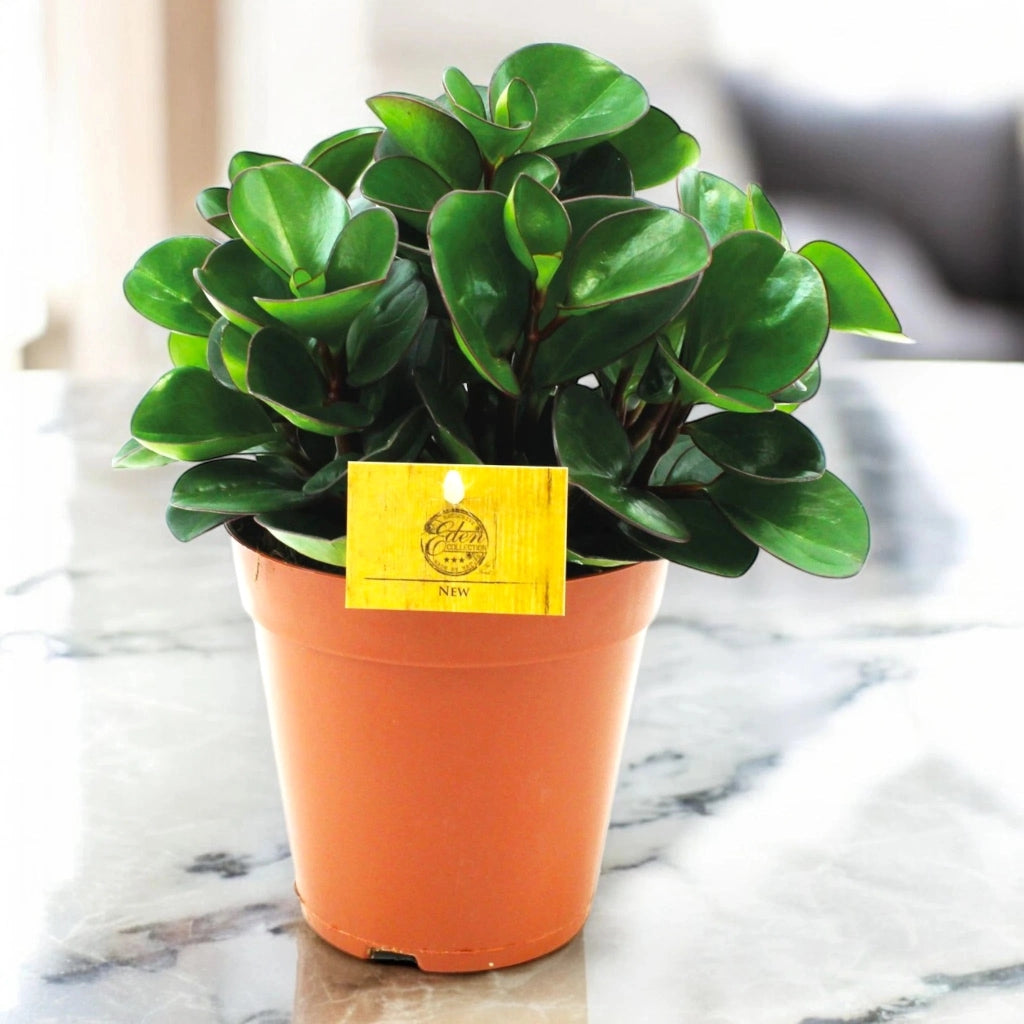 Gardenaria Peperomia obtusifolia 'Burning bush' - Pianta da interno ornamentale Altezza: 25 cm (vaso 15)
