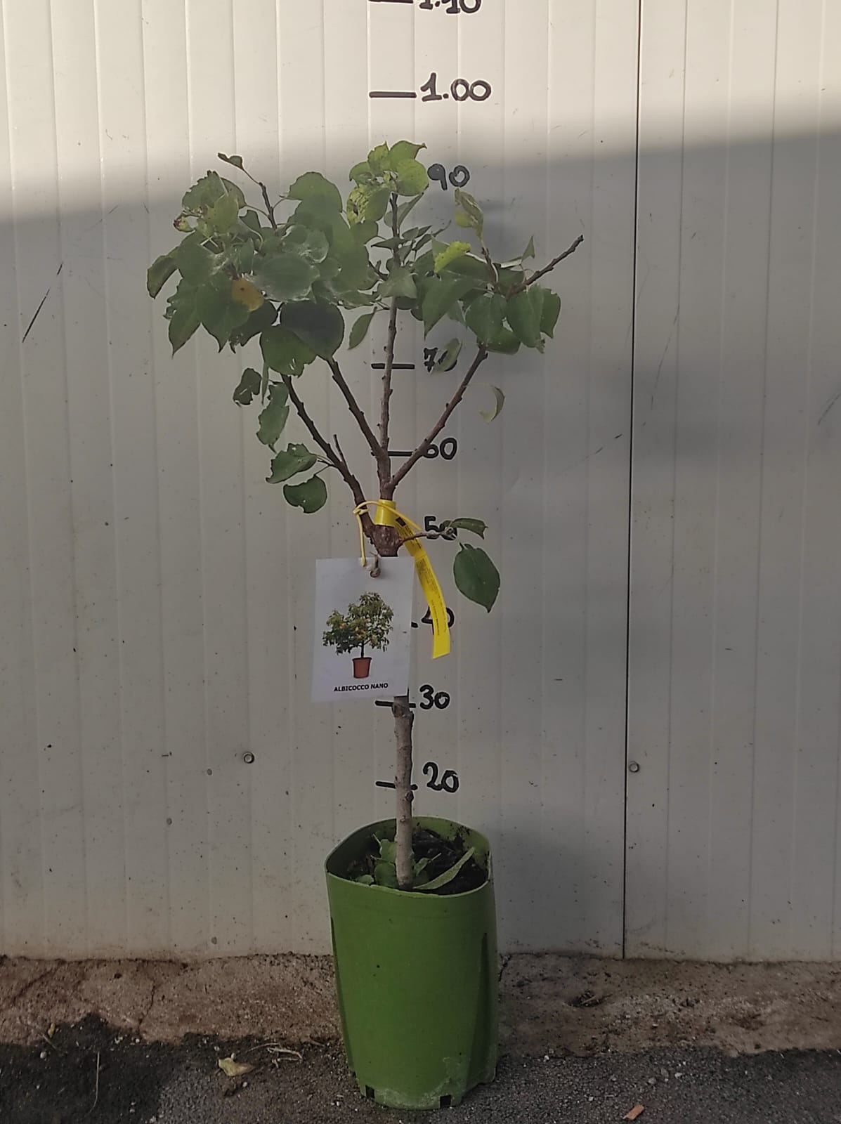 Albicocco nano pianta da frutto, nano, pianta da vaso