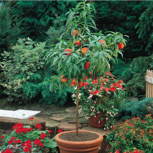 Albicocco nano pianta da frutto, nano, pianta da vaso