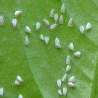 SAPONE MOLLE insetticida BIOLOGICO piante AFIDI FORMICHE INSETTI 1 Lt Flortis