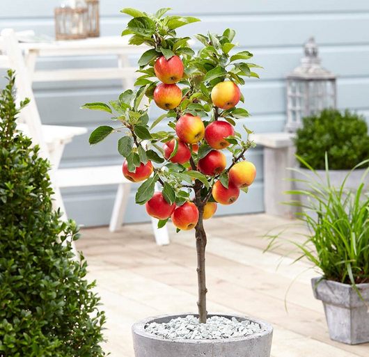 Melo nano 70cm foto reali pianta da frutto, nano, pianta da vaso