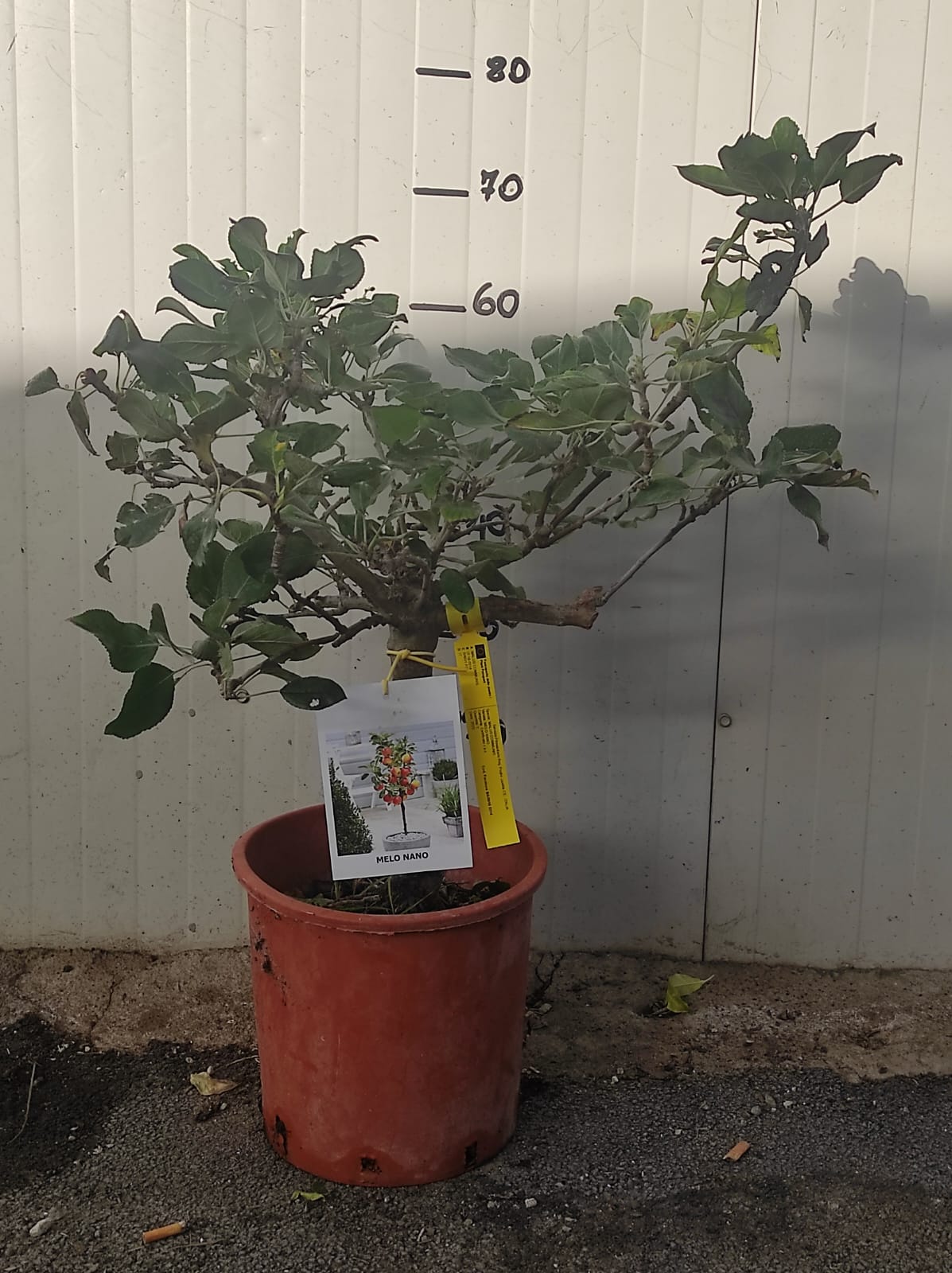 Melo nano 70cm foto reali pianta da frutto, nano, pianta da vaso