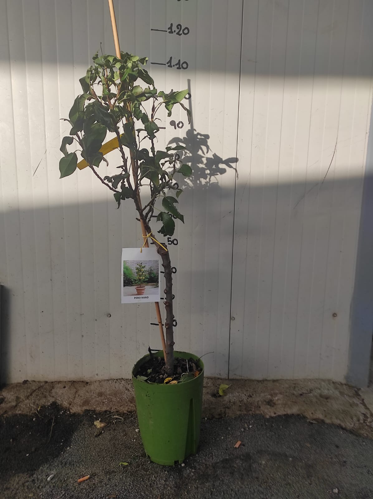 Pero nano 110cm foto reali pianta da frutto, nano, pianta da vaso