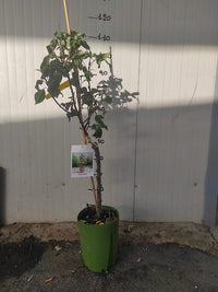 Pero nano 110cm foto reali pianta da frutto, nano, pianta da vaso