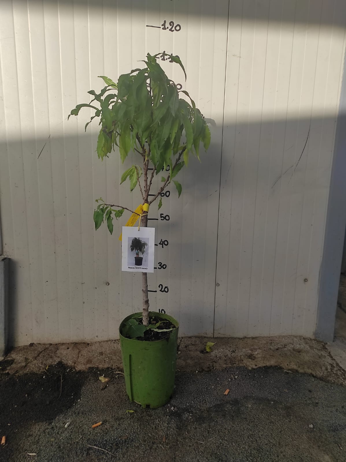 Pesca noce nano 110cm foto reale pianta da frutto, nano, pianta da vaso