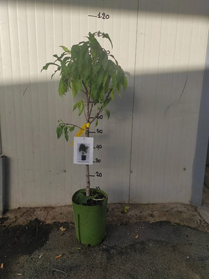 Pesca noce nano 110cm foto reale pianta da frutto, nano, pianta da vaso