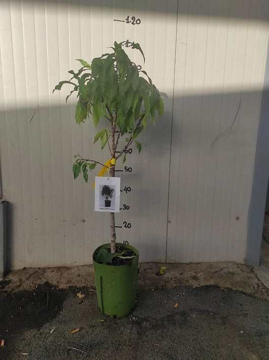 Pesca noce nano 110cm foto reale pianta da frutto, nano, pianta da vaso