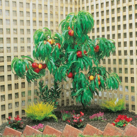 Pesca noce nano 110cm foto reale pianta da frutto, nano, pianta da vaso