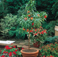 Pesca noce nano 110cm foto reale pianta da frutto, nano, pianta da vaso