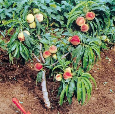 Pesco nano pianta da frutto, nano, pianta da vaso