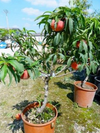Pesco nano pianta da frutto, nano, pianta da vaso