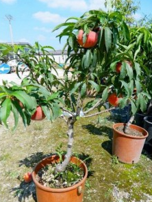 Pesco nano pianta da frutto, nano, pianta da vaso