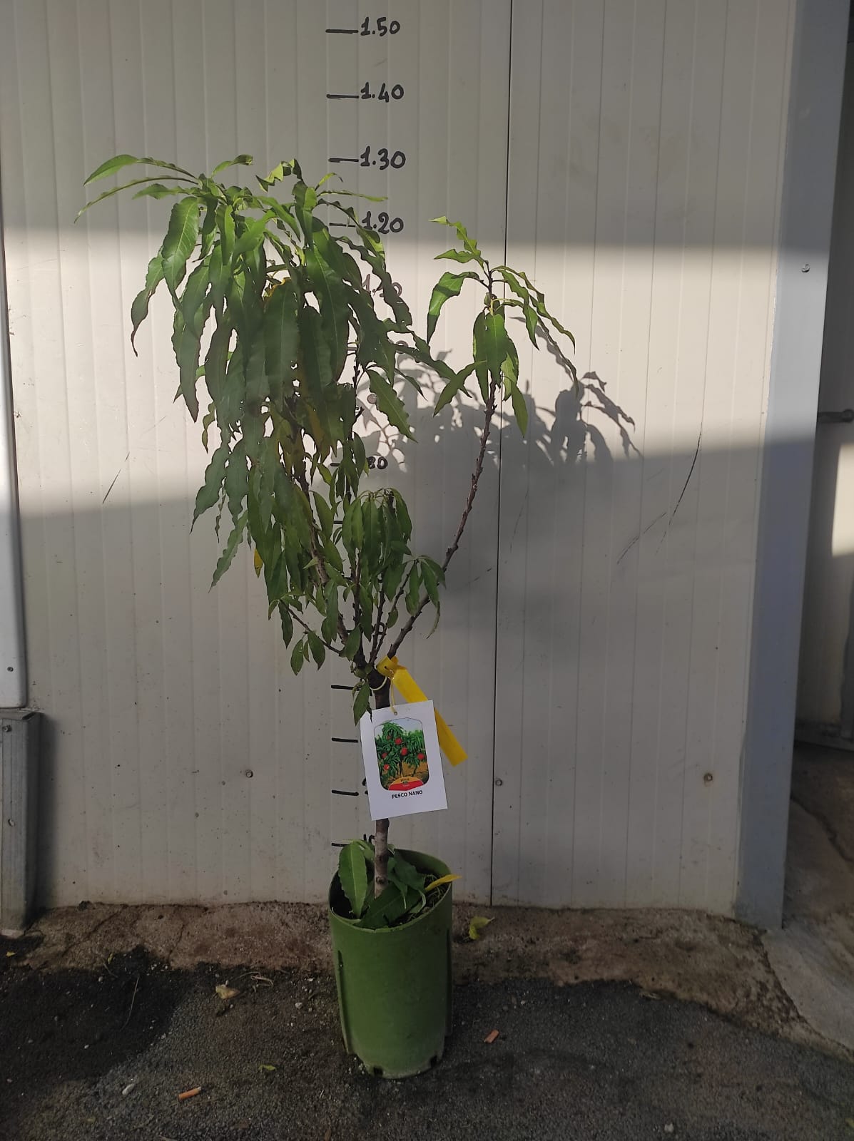 Pesco nano pianta da frutto, nano, pianta da vaso