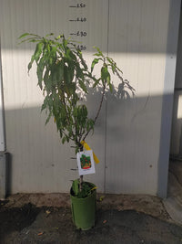 Pesco nano pianta da frutto, nano, pianta da vaso