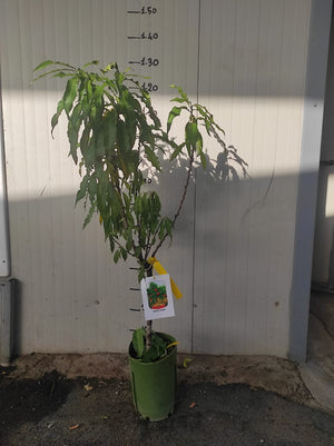 Pesco nano pianta da frutto, nano, pianta da vaso