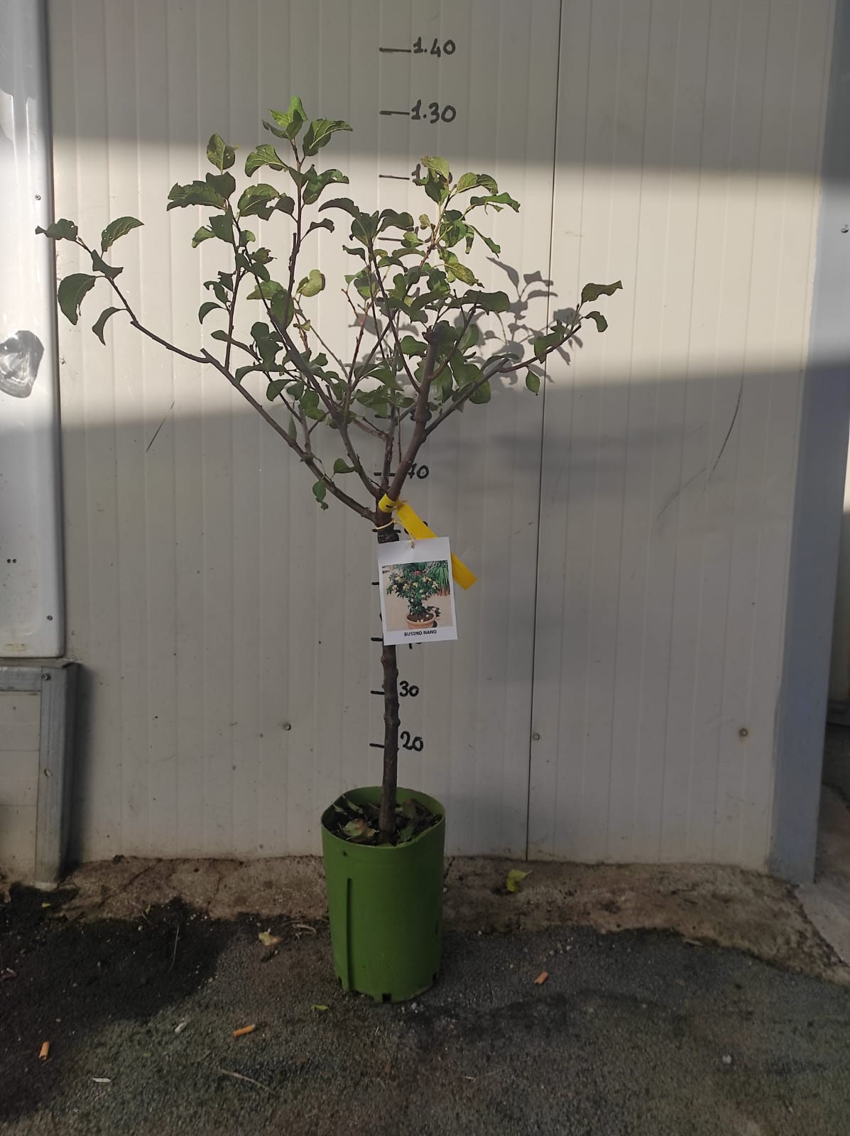 Susino nano 130 cm foto reali pianta da frutto, nano, pianta da vaso