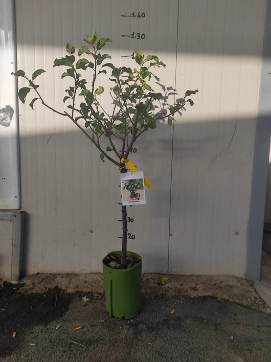 Susino nano 130 cm foto reali pianta da frutto, nano, pianta da vaso