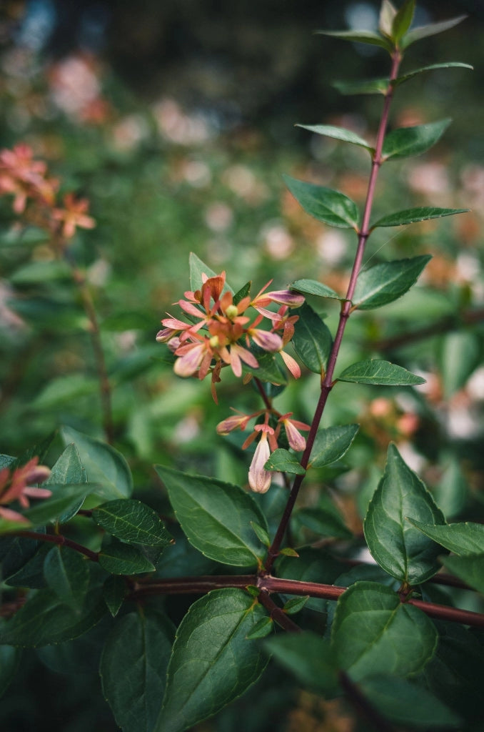ABELIA " EDWARD GOUCHER " ROSA VASO 24