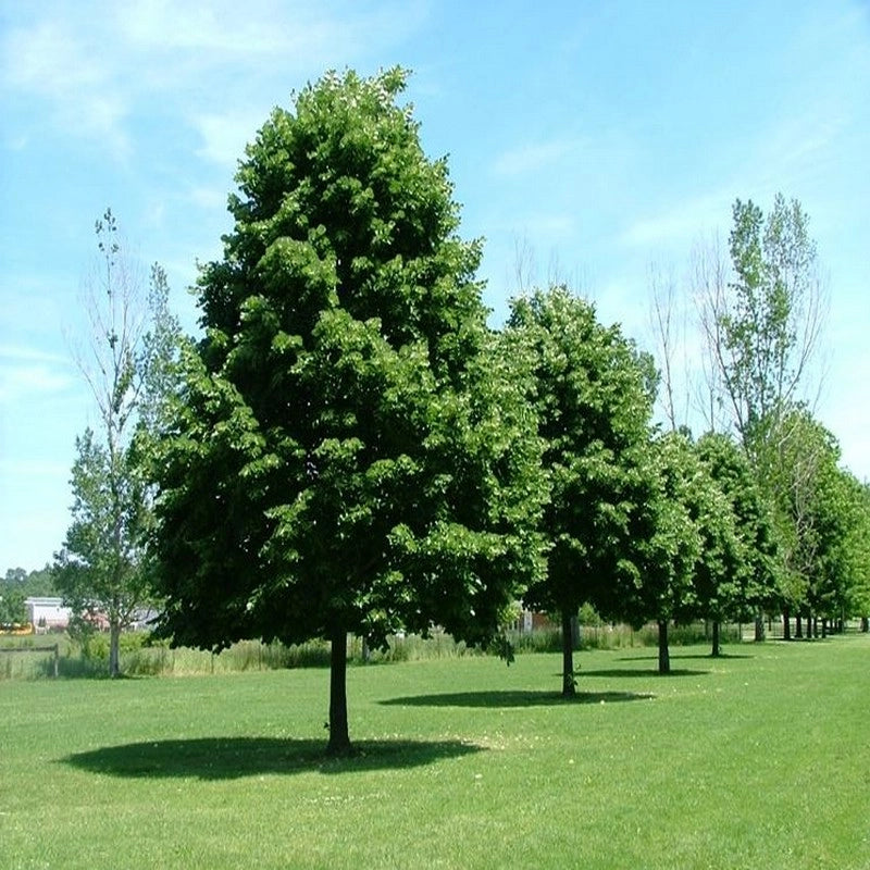Pianta di Tiglio Tilia cordata fiore profumato h 100 in vaso 18 cm AMDGarden