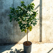Gardenaria Limone 4 Stagioni - Citrus limon 'Lunario' - Pianta di agrume da frutto in vaso Altezza: 125/140 cm (vaso26)