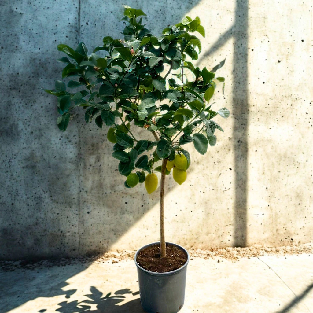 Gardenaria Limone 4 Stagioni - Citrus limon 'Lunario' - Pianta di agrume da frutto in vaso Altezza: 125/140 cm (vaso26)