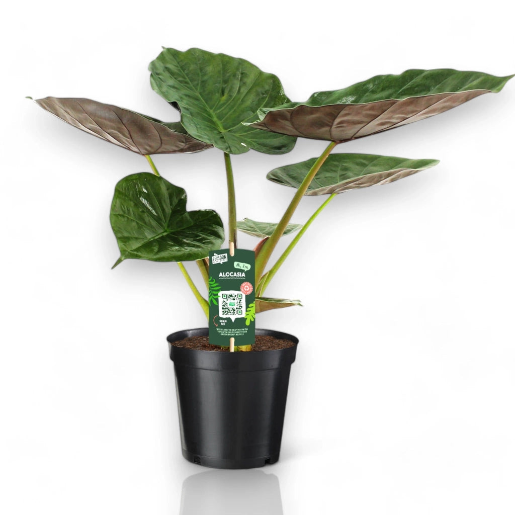 Gardenaria Alocasia 'Wentii' - Pianta da interno ornamentale Altezza: 70 cm (vaso 19)