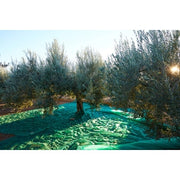C RETE P/OLIVE ANTISPINA 80G C/SPACCO  8X 8M- 1,0 pz
