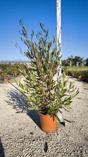DODONEA VISCOSA VASO 24