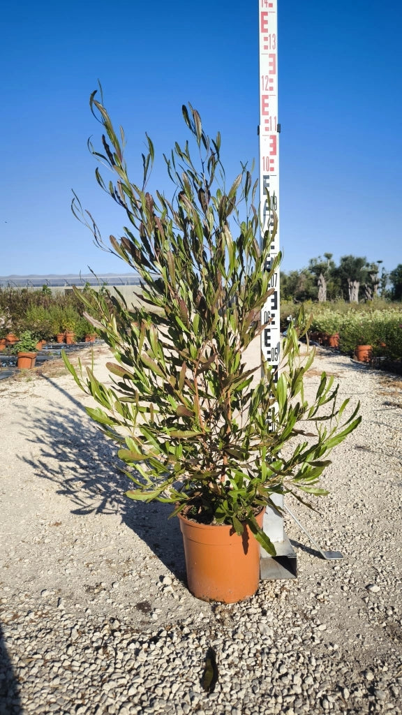 DODONEA VISCOSA VASO 24