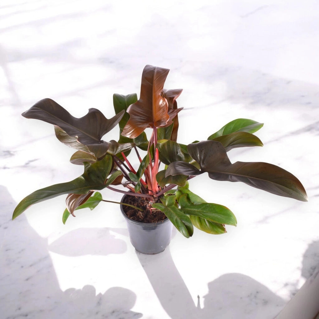 Gardenaria Philodendron 'Florida Bronze' - Pianta da interno ornamentale Altezza: 40 cm (vaso 12)